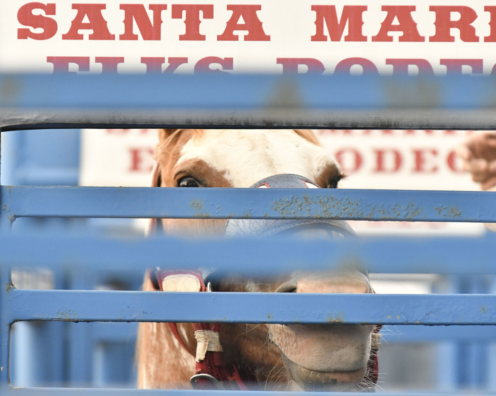 053019 Rodeo Thursday 17.jpg